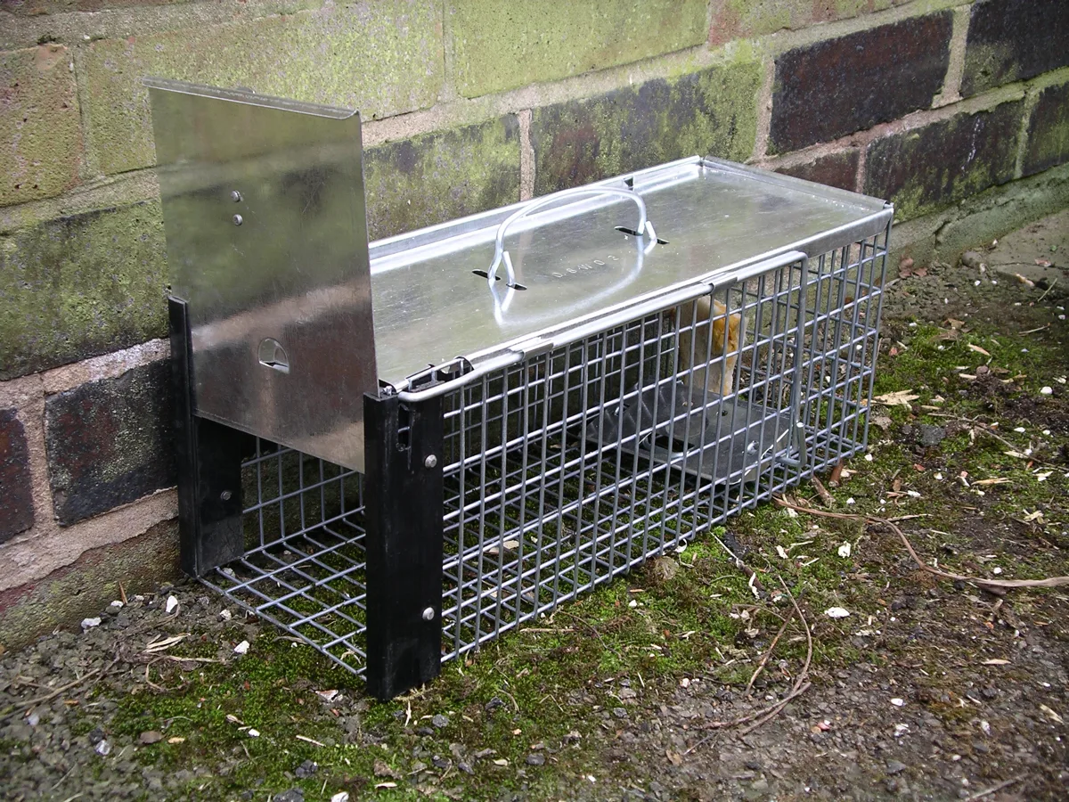 Rodent trap used for rat control