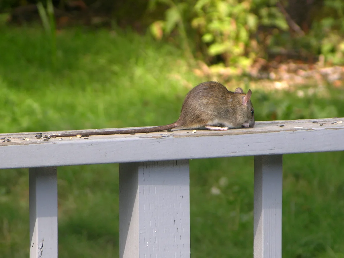 Roof rat in outdoor cover near a travel route